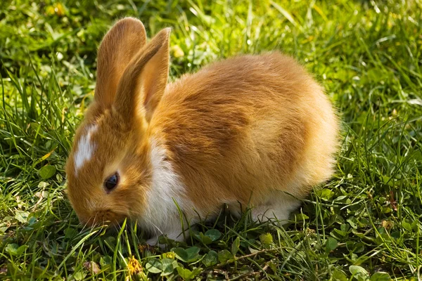 Милый кролик — стоковое фото