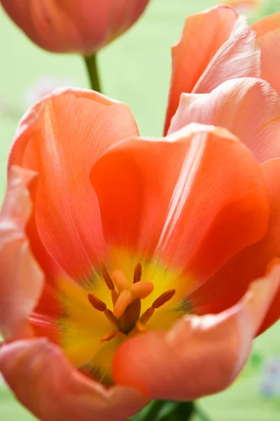 Červené tulipány na zelené — Stock fotografie