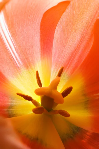 Tulip närbild — Stockfoto