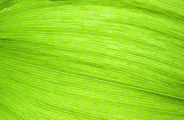 Fibras de hojas verdes — Foto de Stock