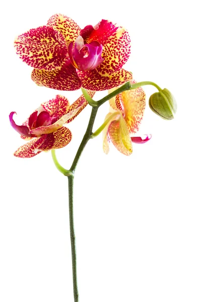 Bella orchidea su bianco — Foto Stock