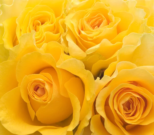 Vier gele rozen — Stockfoto
