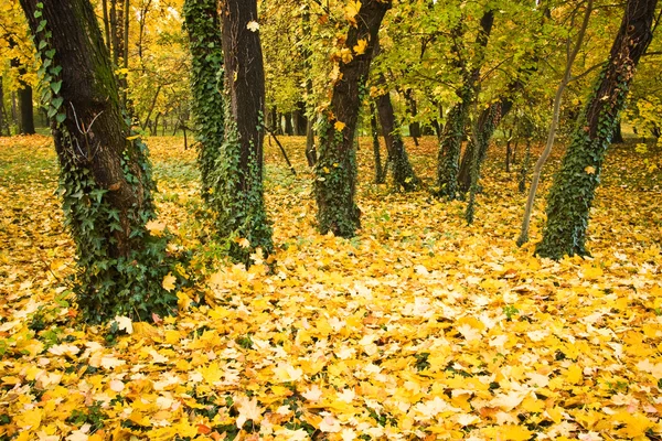 Autumn leaves and trees — Stock Photo, Image