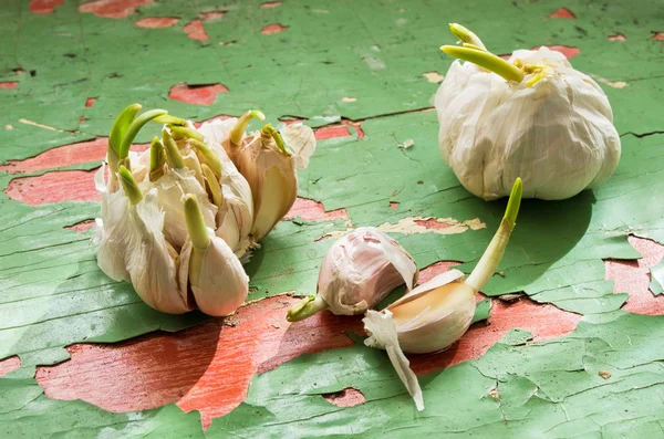 Sprouting garlic — Stock Photo, Image