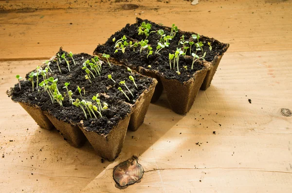 stock image Seedlings in boxes