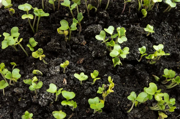 stock image Seedlings on soil
