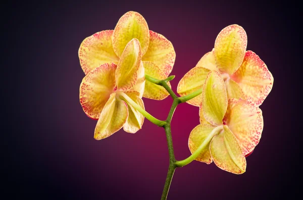 Orchidee von hinten — Stockfoto