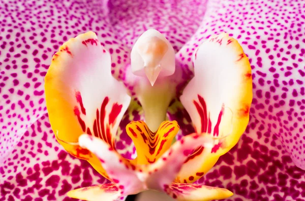 Primer plano de la orquídea — Foto de Stock