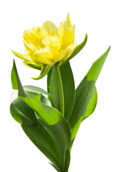Tulip geïsoleerd — Stockfoto