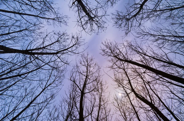Trees and sky — Stock Photo, Image