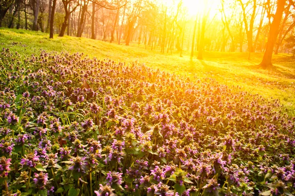 Flowers in morning light — Stock Photo, Image