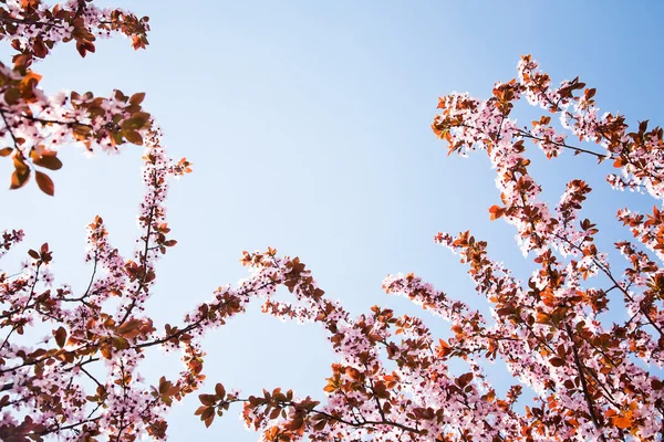 Branches with spring flowers — Stock Photo, Image