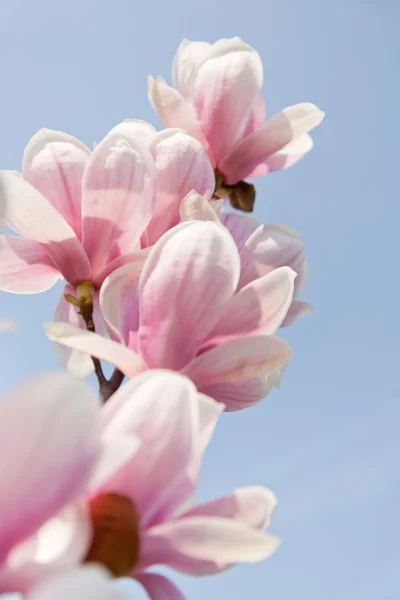 Rózsaszín magnólia virág — Stock Fotó