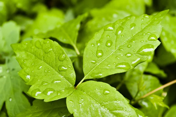 Leaves after rain — Stock Photo, Image