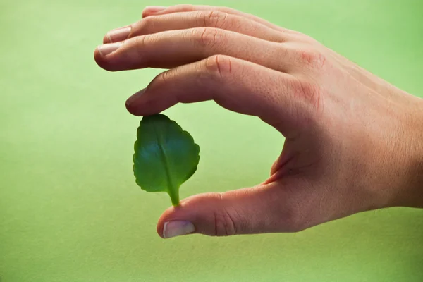 Leaf in hand — Stock Photo, Image
