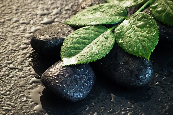 Wet stones and leaves — Stock Photo, Image