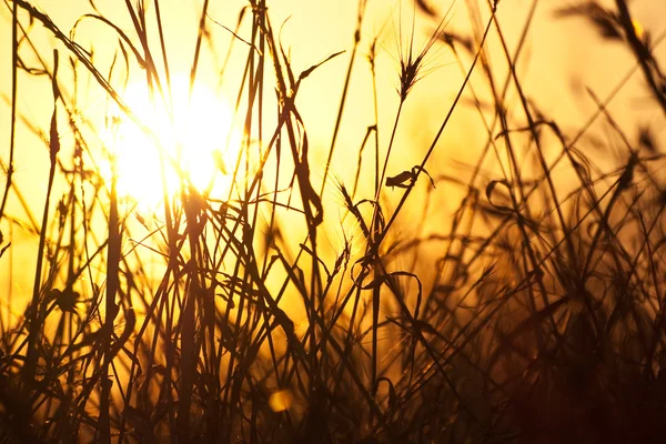 Száraz fű és a sun — Stock Fotó