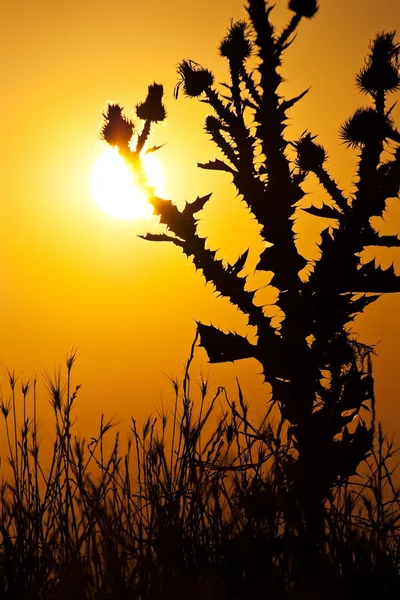 Cardos secos e sol — Fotografia de Stock