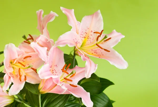 Lily flowers on green — Stock Photo, Image