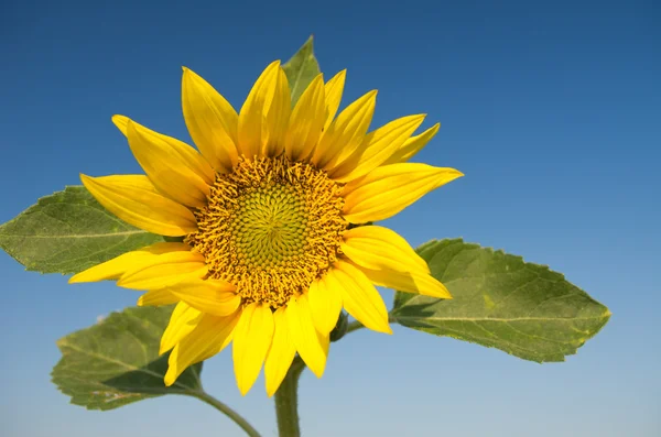 Sunflower on sky — Stock Photo, Image