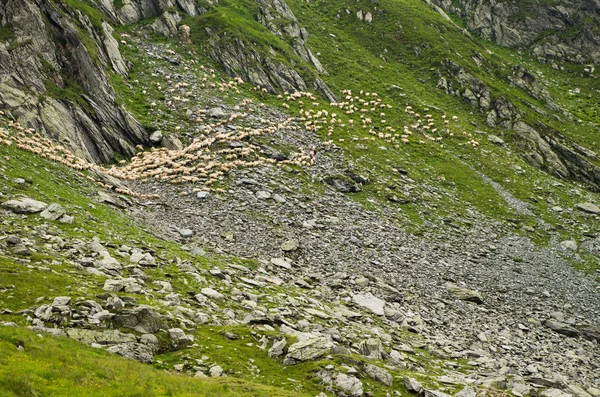 Ovce na horách — Stock fotografie