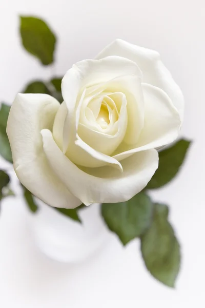 花瓶中的奶油玫瑰鲜花 — 图库照片