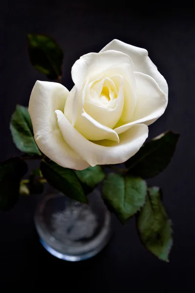 Witte roos op zwart — Stockfoto