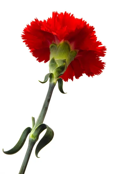 Květ karafiátu — Stock fotografie
