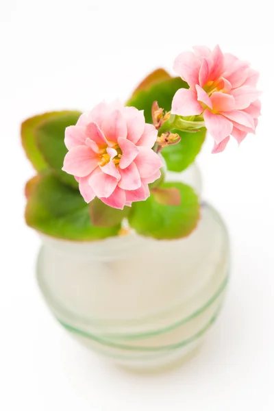 Dvě růžové květy — Stock fotografie