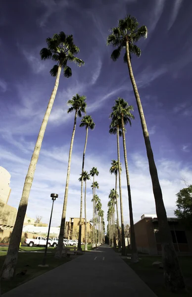 Palm walk in Arizona State University campus — Stock Photo, Image