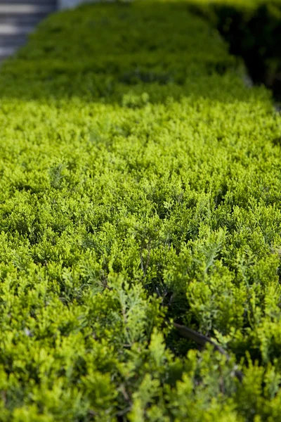 stock image Budding plants in spring