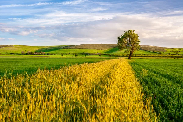 Пшеничне поле з деревом — стокове фото