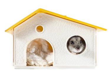 Hamster Inside His House clipart