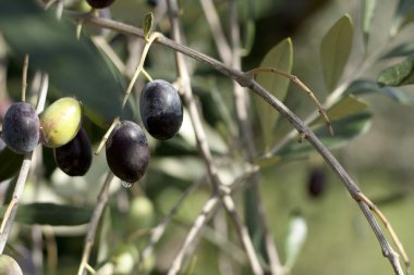 Bir dalda zeytin