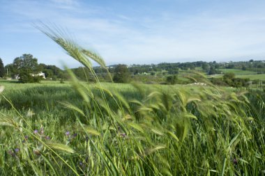 Blurred Wheat clipart