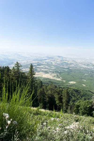 Вид с горы Стервятник — стоковое фото