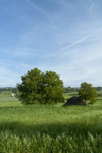 Alberi sul campo di erba — Foto Stock