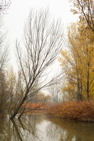 Осенние деревья на пруду — стоковое фото
