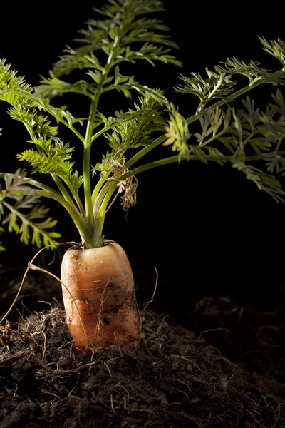 Морковь на земле — стоковое фото