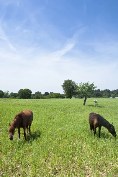 芝生のフィールド上の茶色の馬 — ストック写真