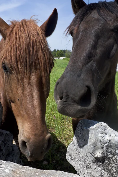 2 頭の馬 — ストック写真