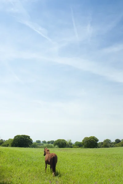 芝生のフィールド上の茶色の馬 — ストック写真