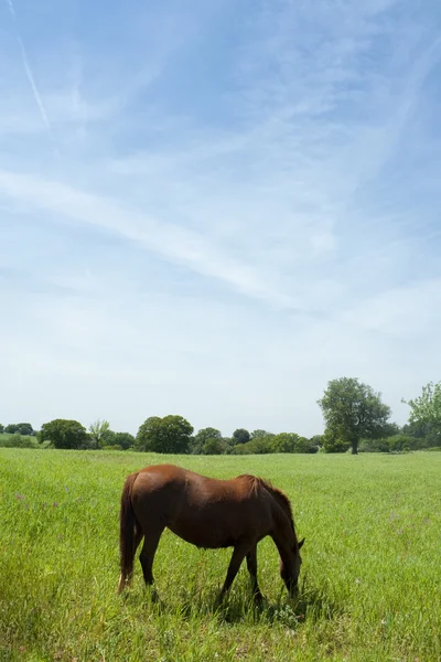 Коричневая лошадь на грасс-поле — стоковое фото