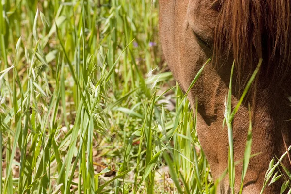 Horse Eating Grass — Stock Photo, Image