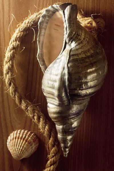 Ασημένια κοχύλι με σχοινί — Φωτογραφία Αρχείου
