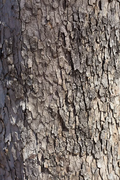 グレーの平面木の樹皮 — ストック写真