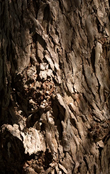 Schinus 軟性樹皮 — ストック写真
