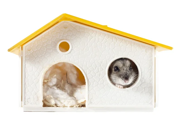 Onun evin içinde hamster — Stok fotoğraf