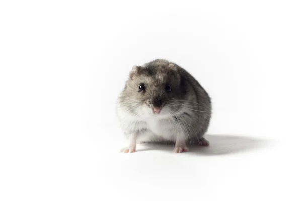 Crouching Hamster — Stock Photo, Image