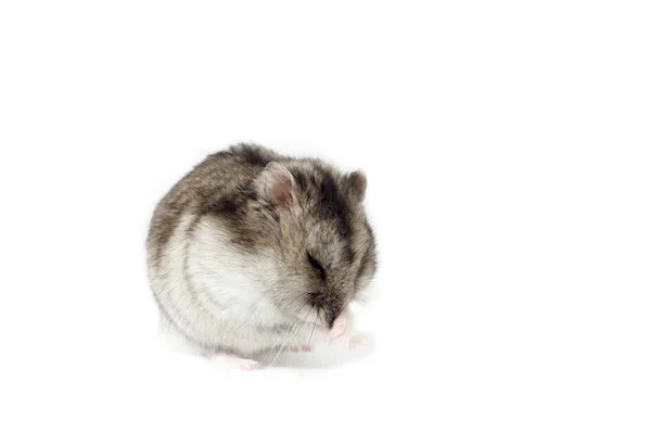 Hareketli hamster — Stok fotoğraf